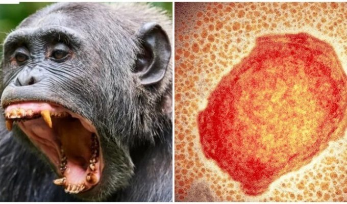 И снова здравствуйте: будет ли пандемия обезьяньей оспы? (4 фото)