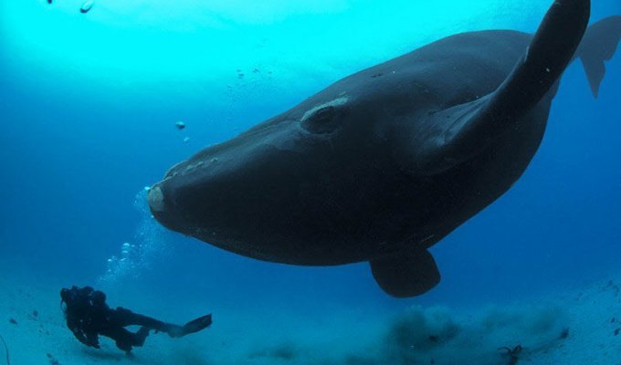 Cамое большое существо на земле - Синий кит (12 фото)
