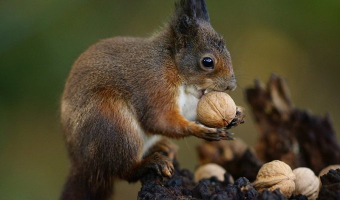 Каким образом белкам удаётся помнить то, где они зарыли свои орехи? (6 фото)