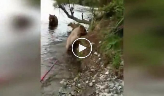 Заплутавшее семейство медведей помешало мужчине спокойно порыбачить