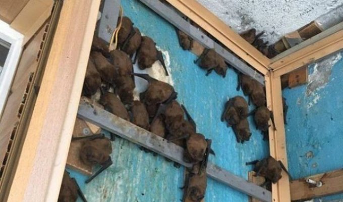Ремонт балкона превратился в операцию по спасению летучих мышей (3 фото)