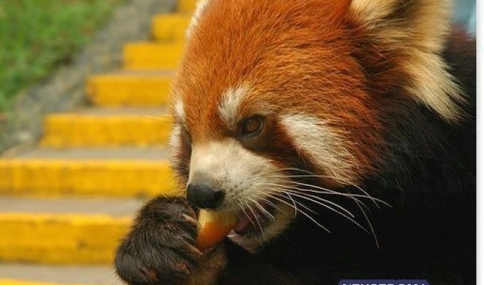  Красная малая панда (27 фото)