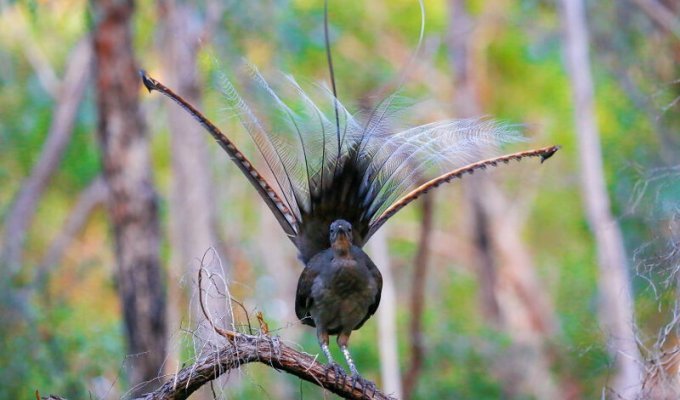 Австралийский лирохвост - птица, которая может имитировать практически любой звук (7 фото + 2 видео)