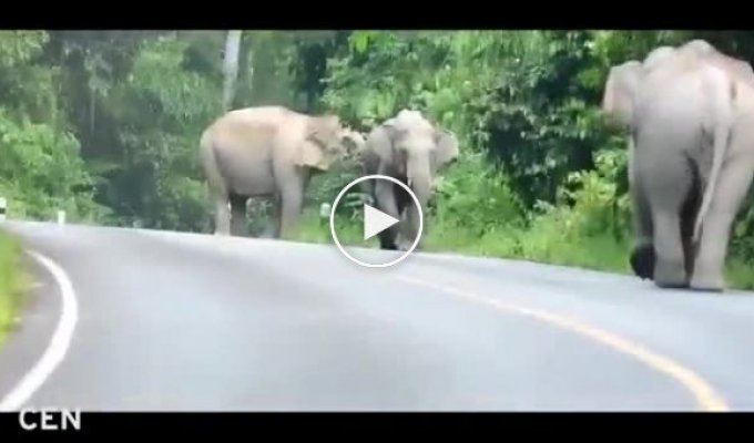Почему не стоит обгонять слонов на мотоцикле