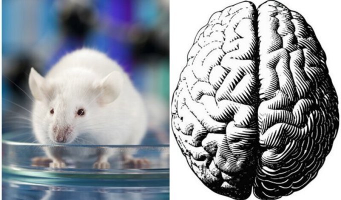 Ученые нашли в мозге мышей "выключатель боли" (3 фото)