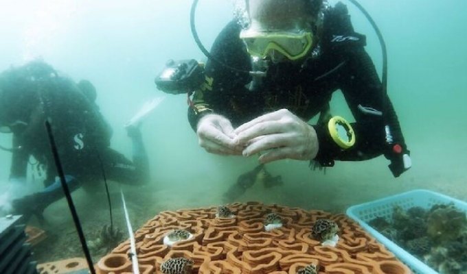 Ученые придумали, как стимулировать рост коралловых рифов (9 фото)