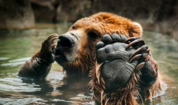 Когти медведя в сравнении с рукой человека (2 фото)