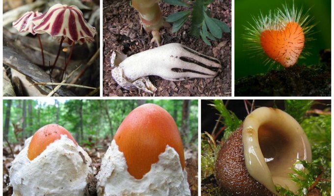 Невероятные, абсолютно сумасшедшие грибы (36 фото)