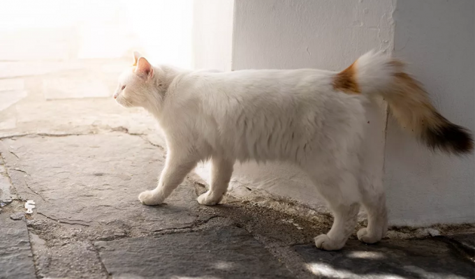 Турецкий ван: очаровательные коты, которых любят во всём мире (9 фото)