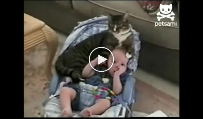 Кот и ребенок в детском кресле