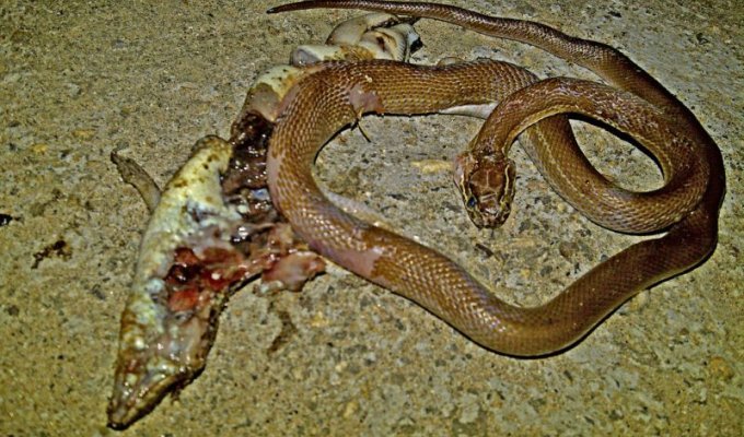 Змея проглотила ящерицу, но погибли обе (5 фото)
