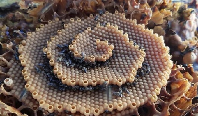 Ученые открыли сходство пчелиных ульев с кристаллами (7 фото)