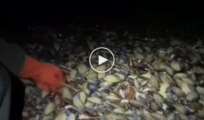 Деликатес на ужин. В Магаданской области на берег Охотского моря выбросило тысячи мидий