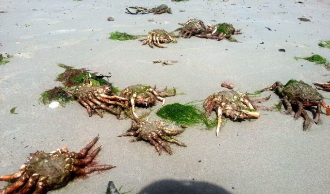 Пляж, усеянный мертвыми крабами (5 фото)