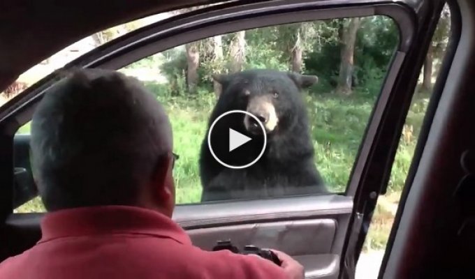 Медведь с легкостью открыл дверцу автомобиля и напугал семью