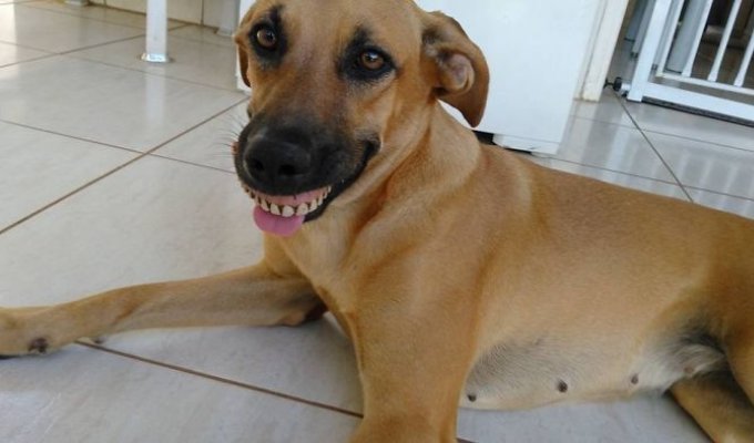 Собака обновила свою улыбку (4 фото)