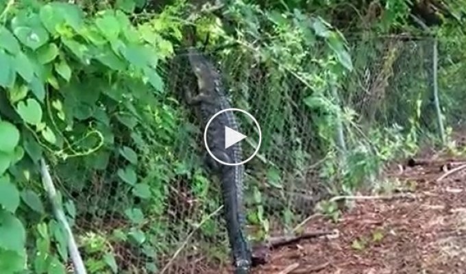Крокодил, убегая от людей, перелез через забор  