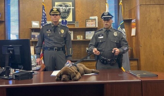 Новоиспечённый сотрудник полиции проспал всю церемонию приведения к присяге (8 фото)
