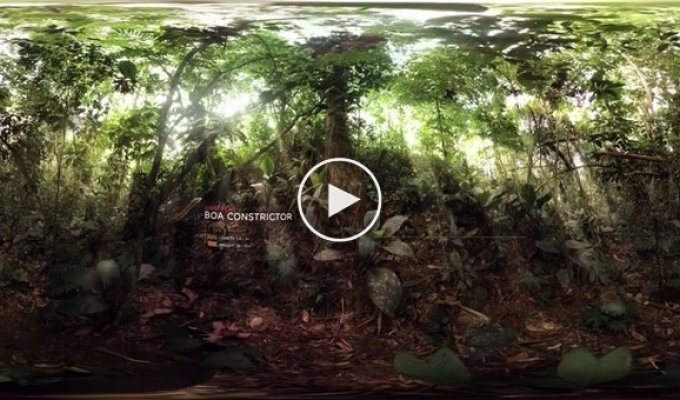 Погрузитесь в панорамные джунгли с видео-проектом BBC