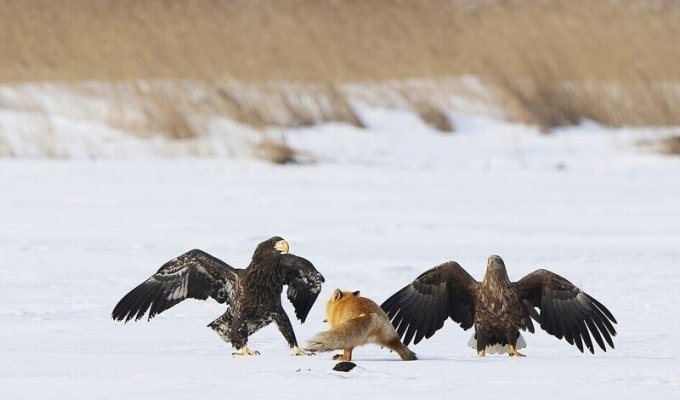 Орланы пытались украсть ужин у лисы (14 фото)