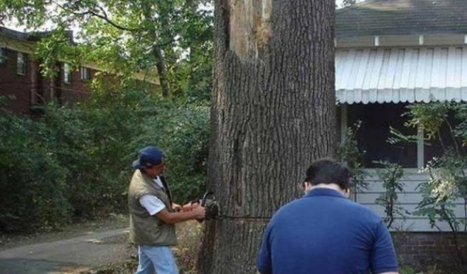 Как не надо пилить деревья (5 фото)