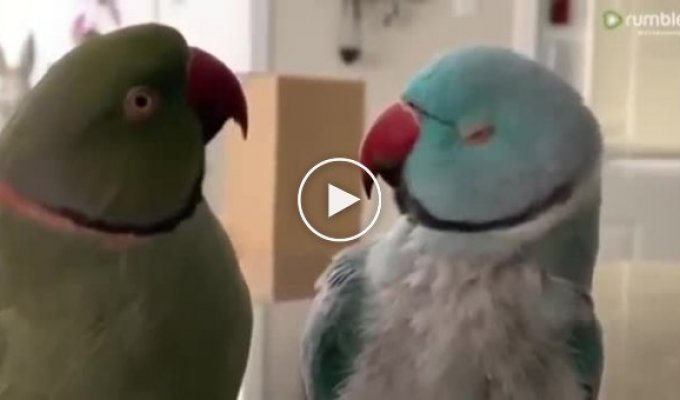 Пара милых попугаев решила пообщаться по-человечески