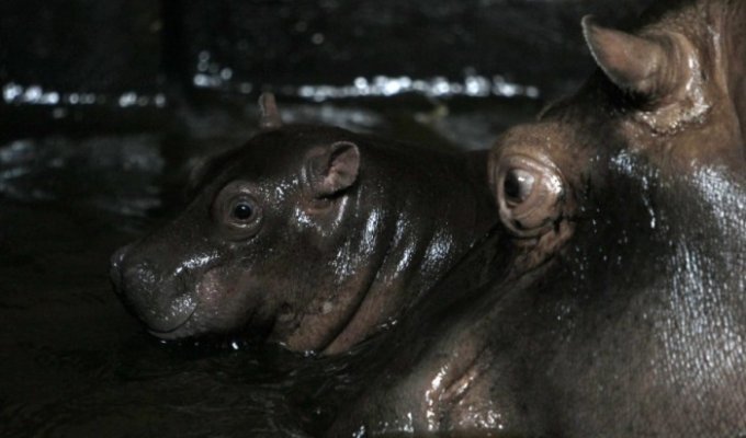 Новорожденный гиппопотам в зоопарке Праги (8 фото)