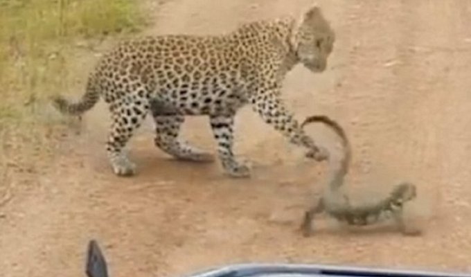 Битва в саванне: молодой леопард против варана (4 фото + 1 видео)