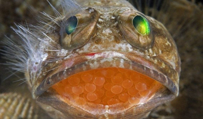 Почему у рыб уходом за икрой чаще занимается самец (5 фото)