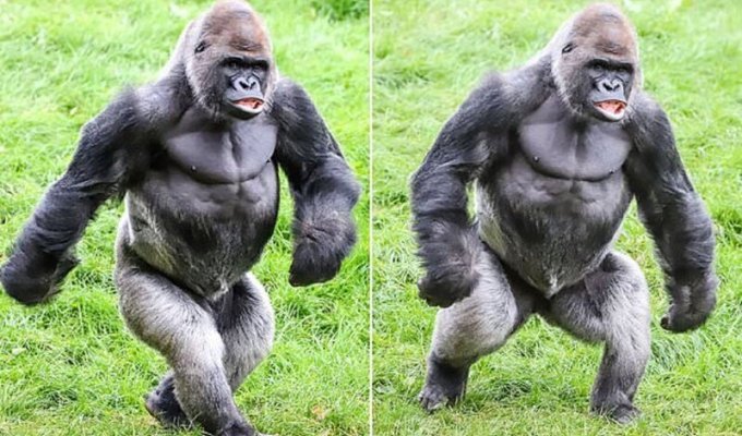 Самец гориллы оказался отличной моделью (4 фото)