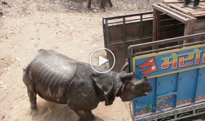 Носорог напал на зоозащитников