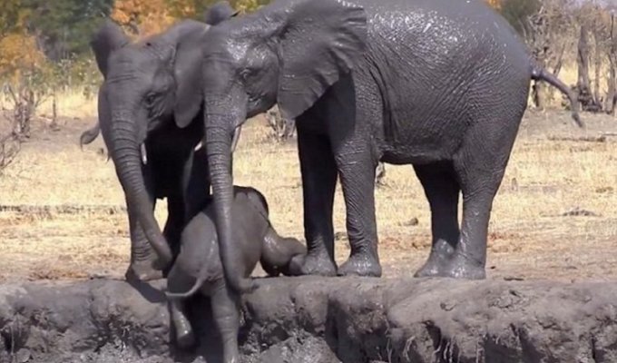 Старшие товарищи помогли слоненку выбраться из грязевой ванны (5 фото + 1 видео)