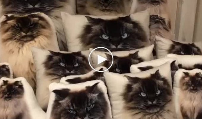 Как быстро вы сможете найти спрятавшегося среди подушек кота