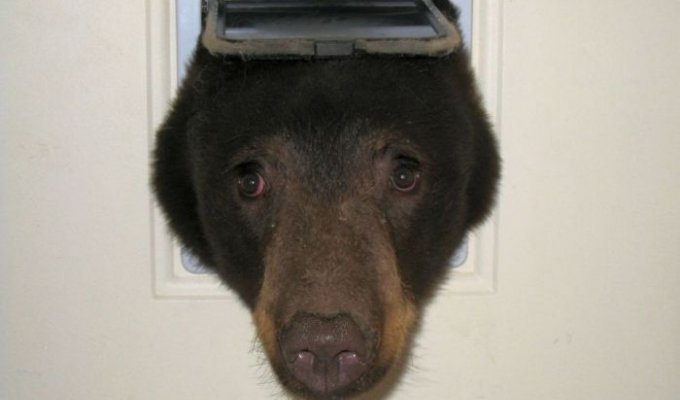Американец обнаружил в своем доме медведя, застрявшего головой в кошачьей двери (4 фото)