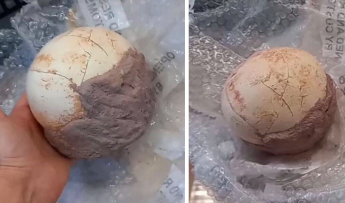Итальянские таможенники конфисковали яйцо динозавра возрастом 159 миллионов лет (5 фото)