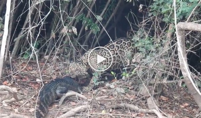 Зрелищное нападение ягуара на каймана