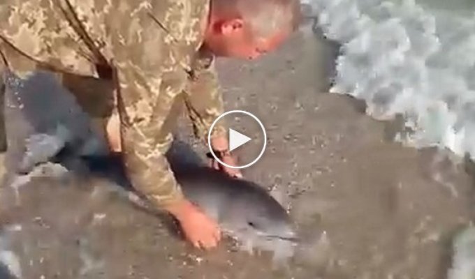Как украинские каратели спасали дельфинов в Азовском море