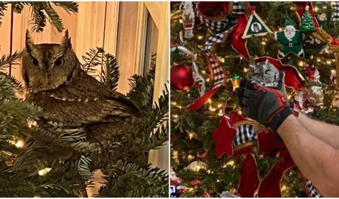 Семья заметила на своей новогодней ёлке сову (5 фото)