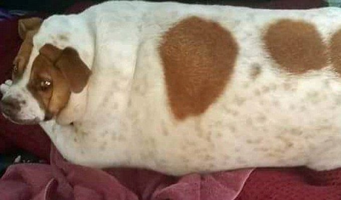 Раскабаневшая собака сбросила 20 кг благодаря тренировкам и здоровому питанию (9 фото)
