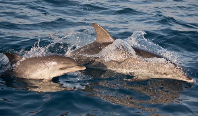 Шокирующая правда о дельфинах (14 фото)