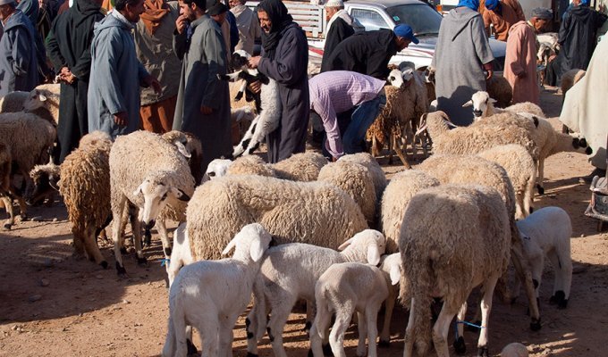 Марокканский рынок (16 фото)
