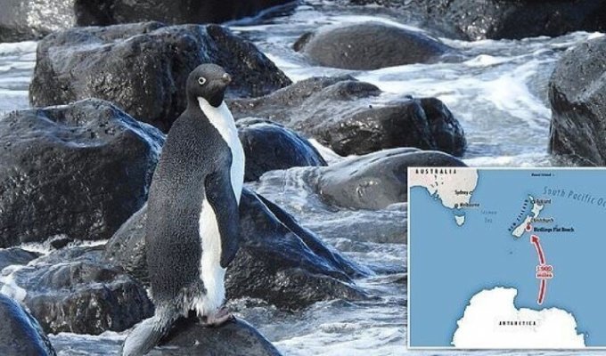 Антарктический пингвин случайно преодолел 3000 км и очутился в Новой Зеландии (6 фото + 1 видео)