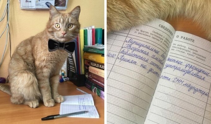 В Тверской библиотеке работает кот Степан (21 фото)