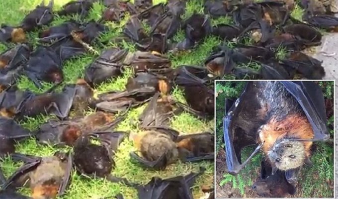 В Австралии из-за жары массово гибнут летучие мыши! (6 фото + 1 видео)