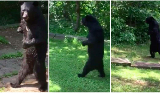 Охотник застрелил любимца публики, прямоходящего медведя (4 фото + 1 видео)