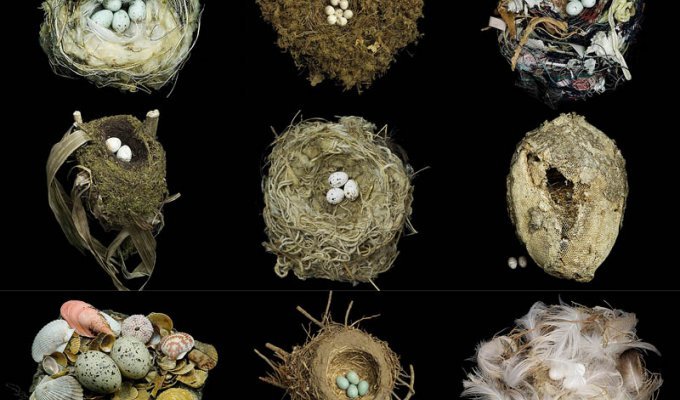 Шедевры природной архитектуры – птичьи гнезда (25 фото)
