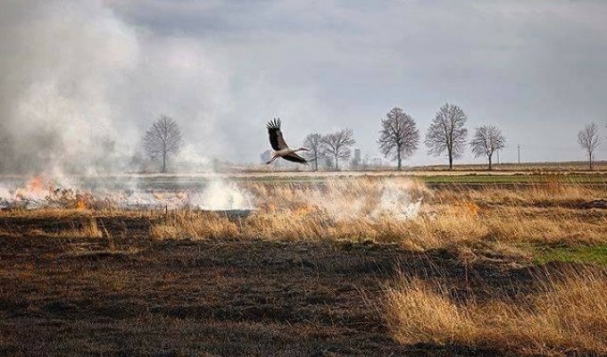 Типичные последствия сжигания травы