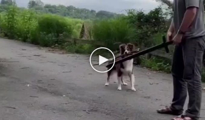 Сражение с собакой