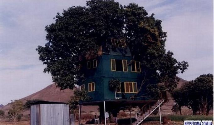 Дом на дереве манго (11 фото)