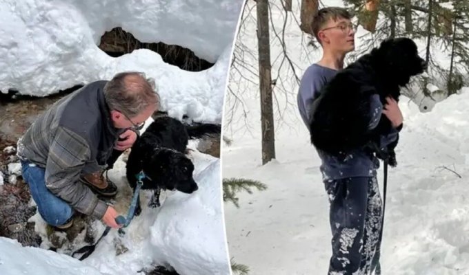 Собака провела 10 дней в снежном плену (4 фото)